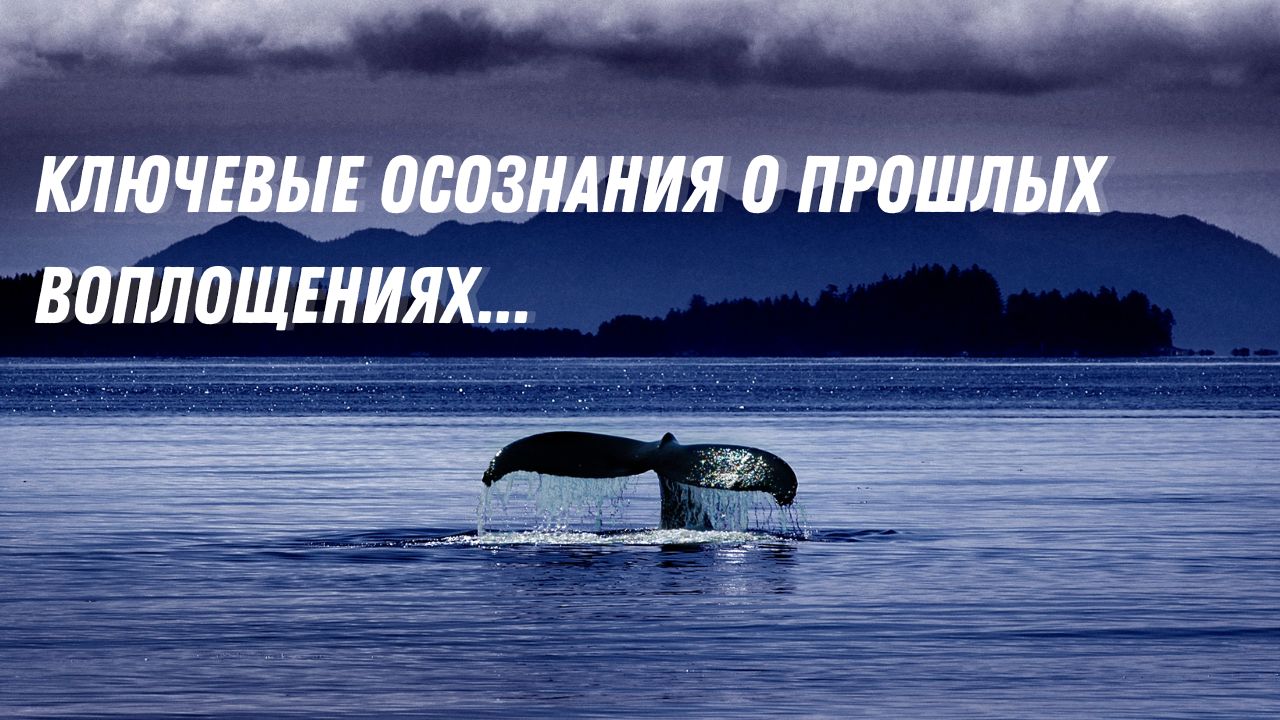Ценности животных воплощений